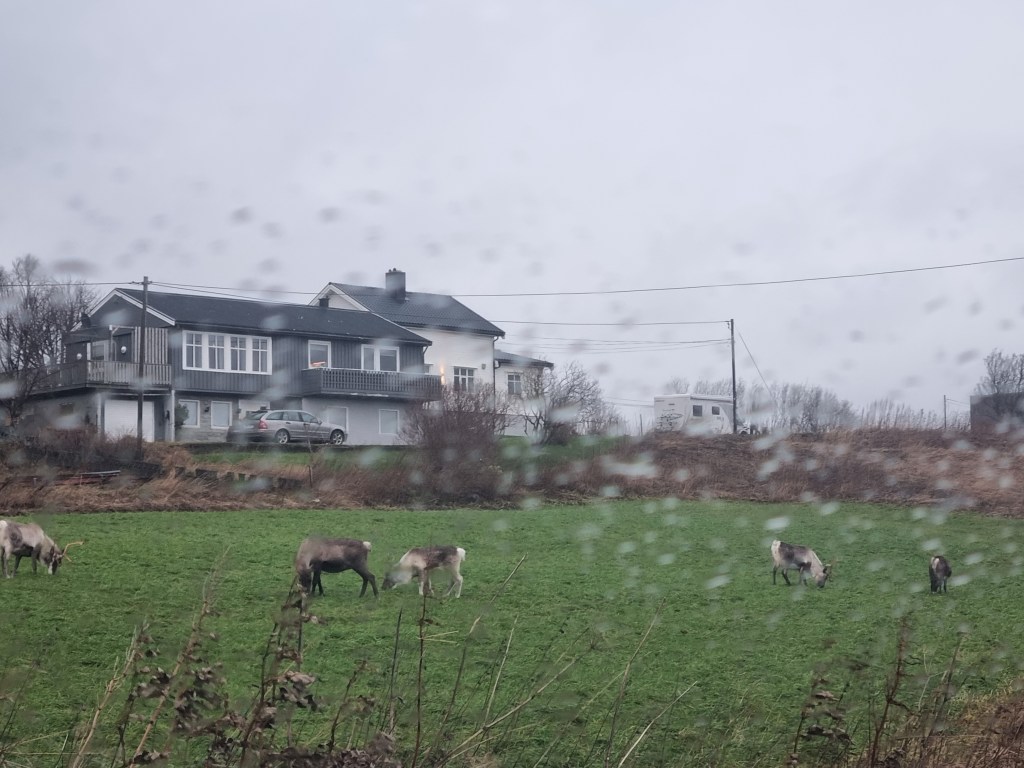 Eine regnerische Landschaft mit einem grauen Haus im Hintergrund und mehreren Rentiere, die auf einer grünen Wiese grasen.